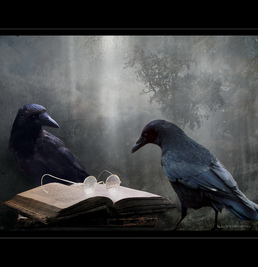 Ravens looking at a book