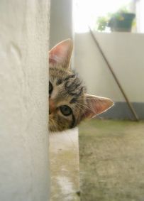 A cat peeking it's head around the corner